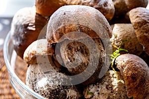 King of edible mushrooms, boletus edulis porcini cepe ready to cook in pasta or ravioli