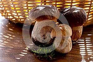 King of edible mushrooms, boletus edulis porcini cepe ready to cook in pasta or ravioli