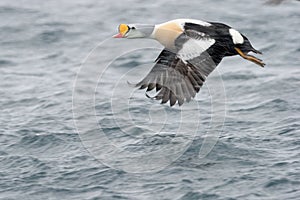 King Eider