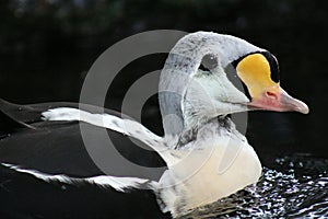 The king eider bird