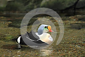 King eider photo