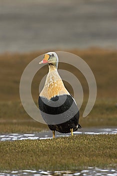 King Eider, Koningseider, Somateria spectabilis