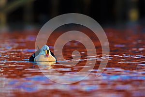 King eider in red water