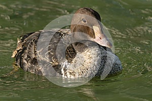 King Eider - Somateria spectabilis