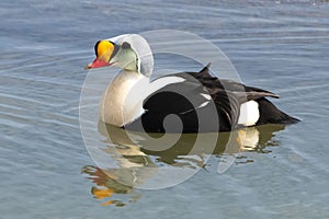 King Eider (Somateria spectabilis) in the arctic tundra near Prudhoe Bay, Alaska