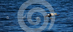 King eider taking flight on the water