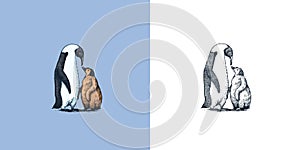 King or Emperor penguin chick. Adult with juveniles. Animal Moms and Babies. Cute small nestling. Vector graphics black