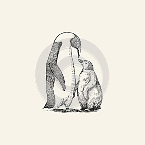 King or Emperor penguin chick. Adult with juveniles. Animal Moms and Babies. Cute small nestling. Vector graphics black