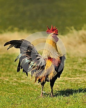 King of the Farm