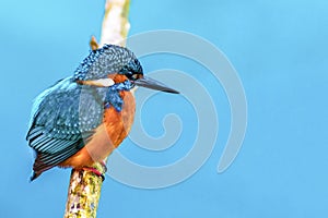 King fisher bird on a branch