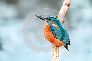 King fisher bird on a branch