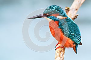 King fisher bird on a branch photo