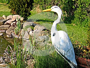 King fisher next to home garden pond