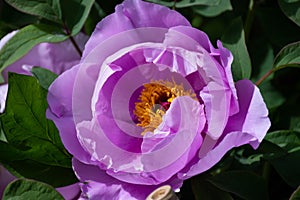 King of flowers, Chinese peony