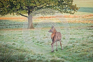 The king of the forest