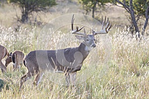 King of the forest whitetail buck