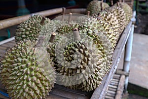 The king of fruit is durian with a distinctive aroma