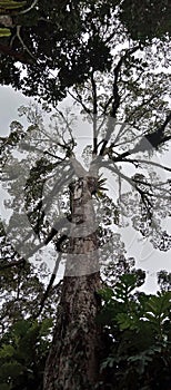 The King of The Fruit: Durian Tree