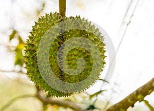 King of fruits thailand, large fruit durian barbed green skin hanging on a tree branch