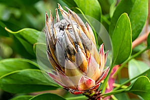 The King or Giant Protea close up, South Africa`s national flower.