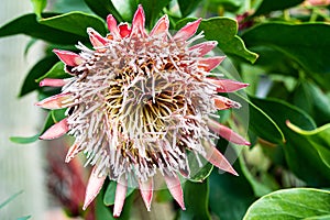 The King or Giant Protea close up, South Africa`s national flower.