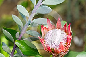 The King or Giant Protea close up, South Africa`s national flower.