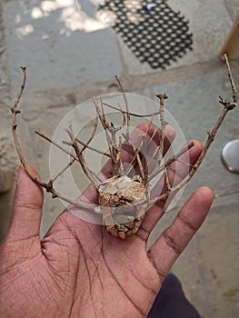 King of godTree women head illustration