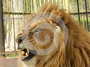 King jungle lion in the zoo, beautiful animal