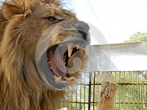 King jungle lion in the zoo, beautiful animal