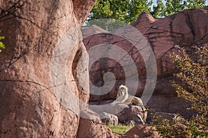 King of the jungle lion relaxes on a rock