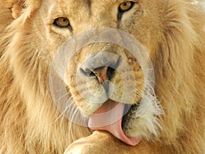 King jungle lion in the zoo, beautiful animal