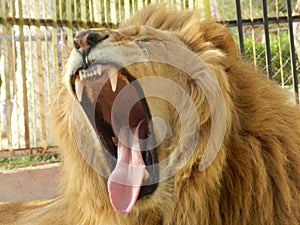 King jungle lion in the zoo, beautiful animal