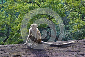 King of jungle, macaque monkey at ruins, Sri Lanka