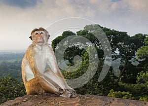 King of jungle, macaque monkey at ruins in Sri Lanka