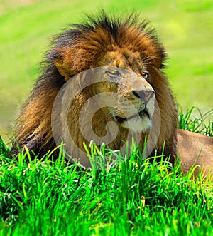 King of the Jungle, a majestic lion in repose on the Savanna.