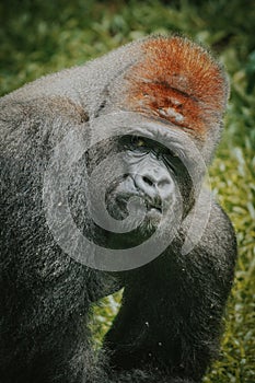 King kong eye contact