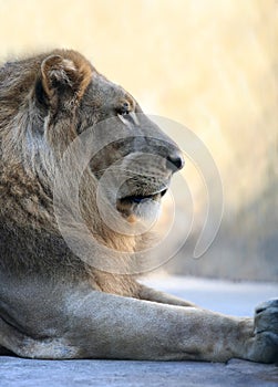 King - lion