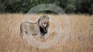 The King, lion in Masai Mara