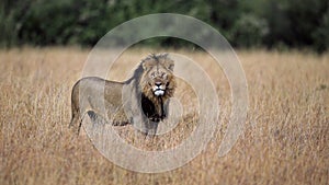 The King, lion in Masai Mara photo