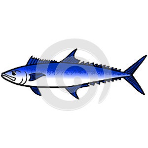 King Mackerel Fish