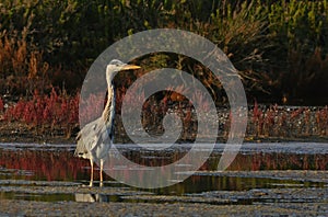 King of marsh