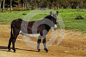 The king of the meadow. Domestic animals.