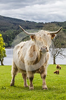 King of the Meadow - Incredible Scottish Cattle