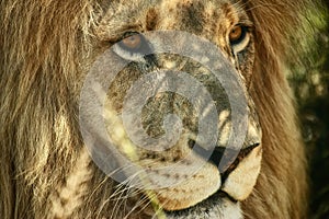 The king needs a rest too. Closeup cropped shot of a majestic lion relaxing in the shade.