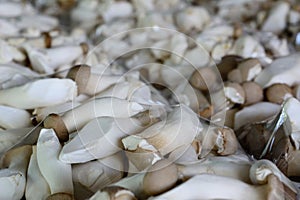 King oyster or Eringi mushroom pack in foam tray