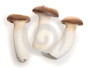 King oyster mushroom photo