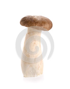 King Oyster mushroom Eringi isolated on white backgroud