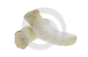 King Oyster mushroom Eringi isolated on white backgroud