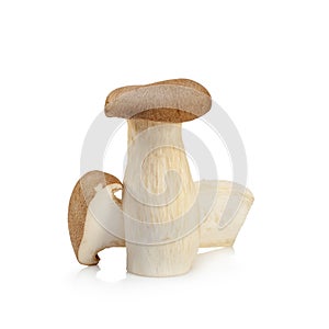 King Oyster mushroom (Eringi) isolated on white backgroud