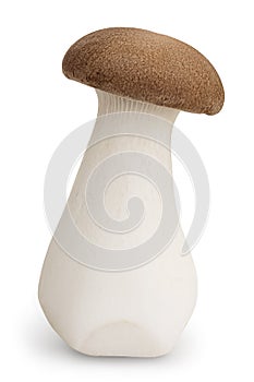 King Oyster mushroom or Eringi isolated on white background with clipping path and full depth of field.